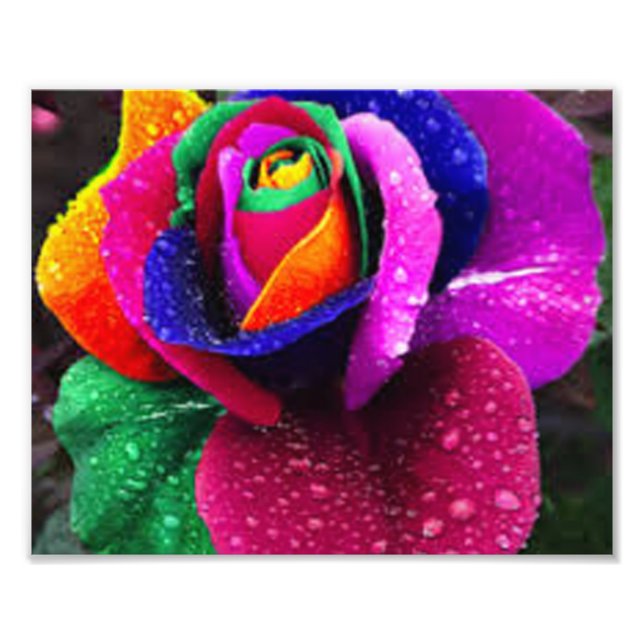 Beautiful Colourful Rainbow Rose Photo Print (Front)