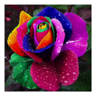 Beautiful Colourful Rainbow Rose Poster