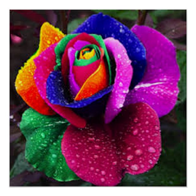 Beautiful Colourful Rainbow Rose Poster (Front)