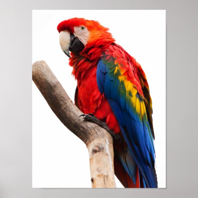Beautiful Colourful Scarlet Macaw Parrot Bird Poster (Front)