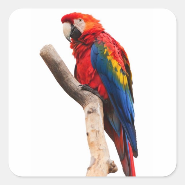 Beautiful Colourful Scarlet Macaw Parrot Bird Square Sticker (Front)
