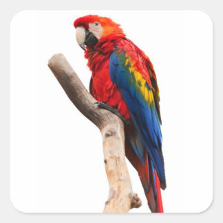 Beautiful Colourful Scarlet Macaw Parrot Bird Square Sticker