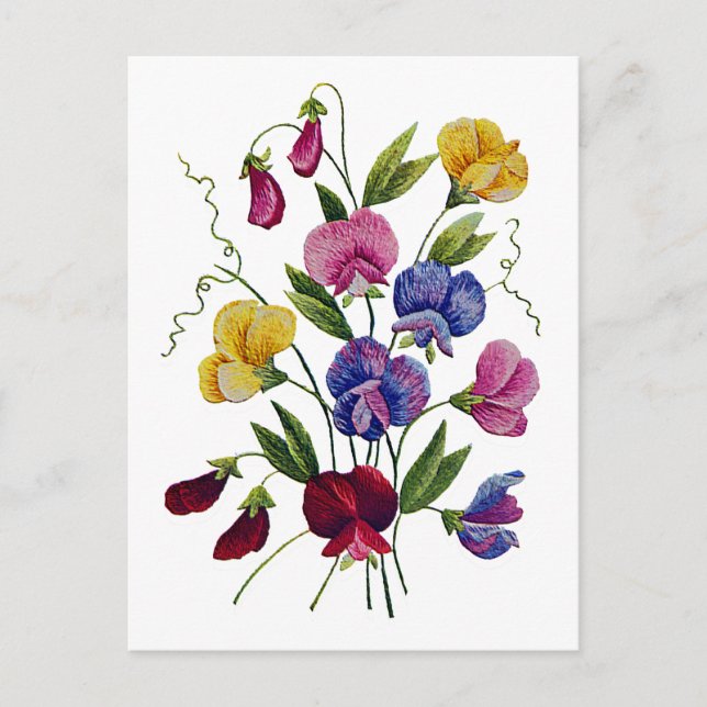 Beautiful, Colourful Sweet Peas Postcard (Front)