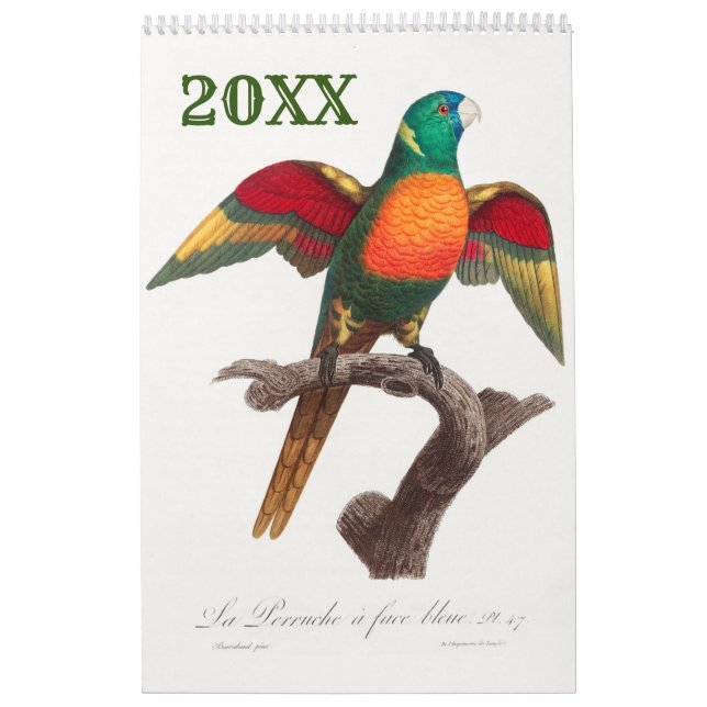 Beautiful Colourful Tropical Parrots Calendar (Cover)