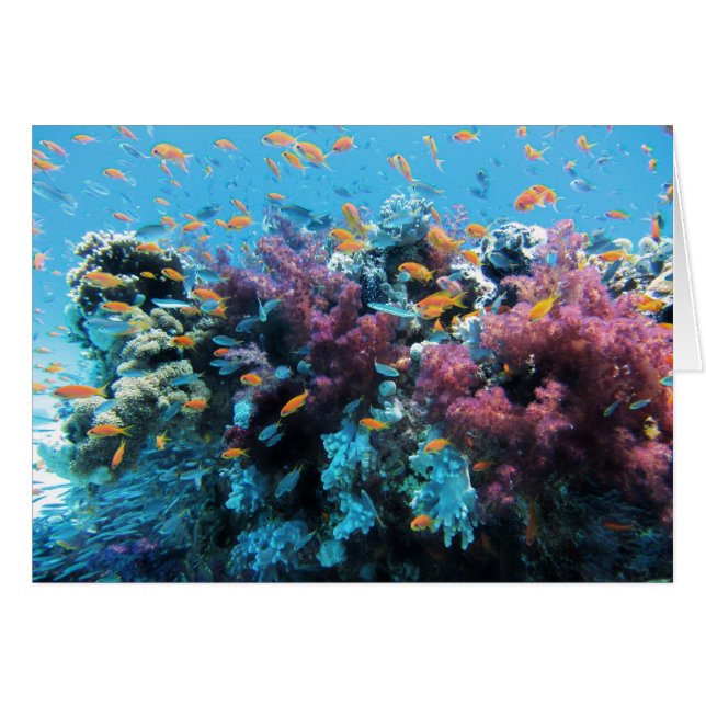 Beautiful colourful underwater world (Front Horizontal)
