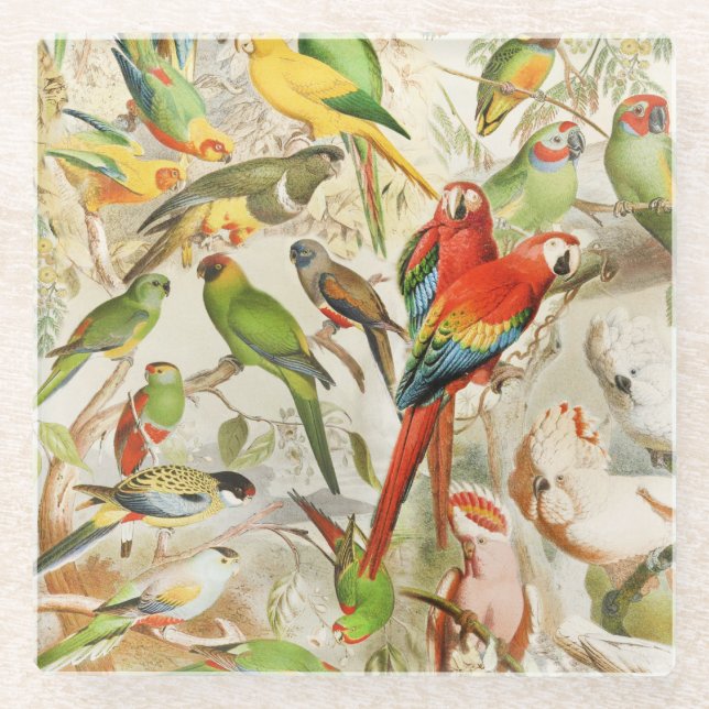 Beautiful Colourful Vintage Tropical Birds Parrots Glass Coaster (Front)