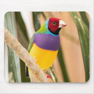 Beautiful Colourful Zebra Finch Bird Mouse Mat