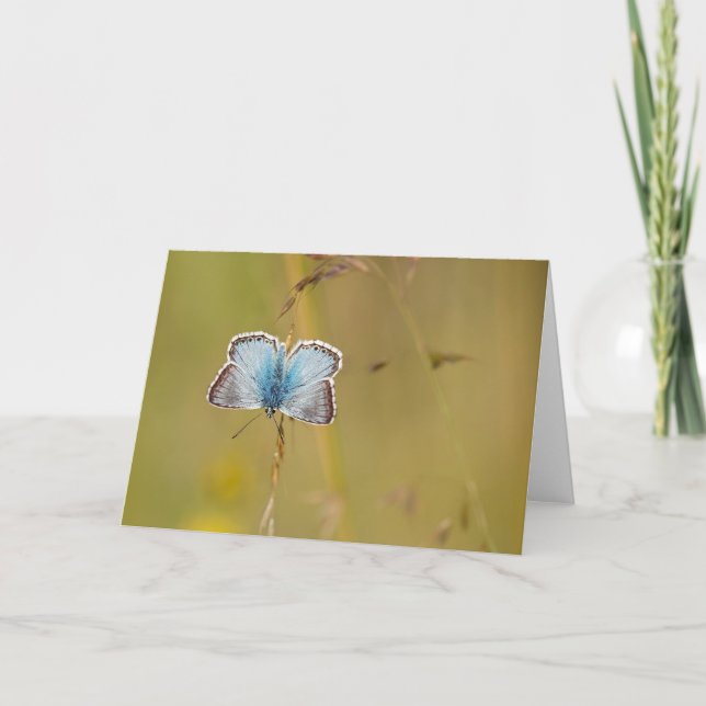 Beautiful Common Blue Butterfly - Greeting Card (Front)