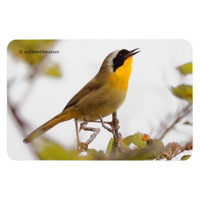 Beautiful Common Yellowthroat Warbler Songbird Magnet (Horizontal)