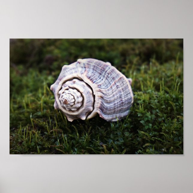 Beautiful Conch Seashell on Nature's Green Moss  Poster (Front)