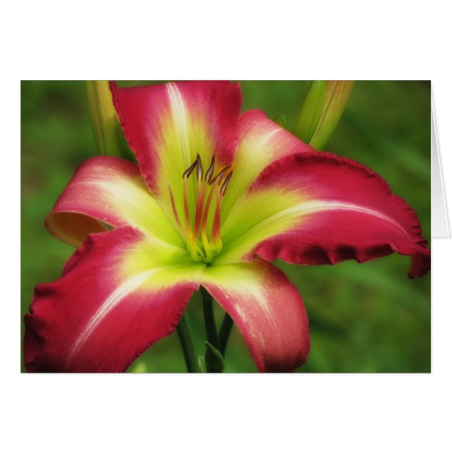 Beautiful Contrast - Daylily (Front Horizontal)