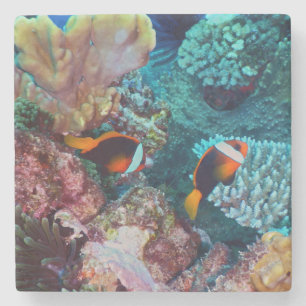 Beautiful Coral Reef with Fish Stone Coaster