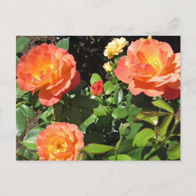 Beautiful Coral Roses Postcard (Front)