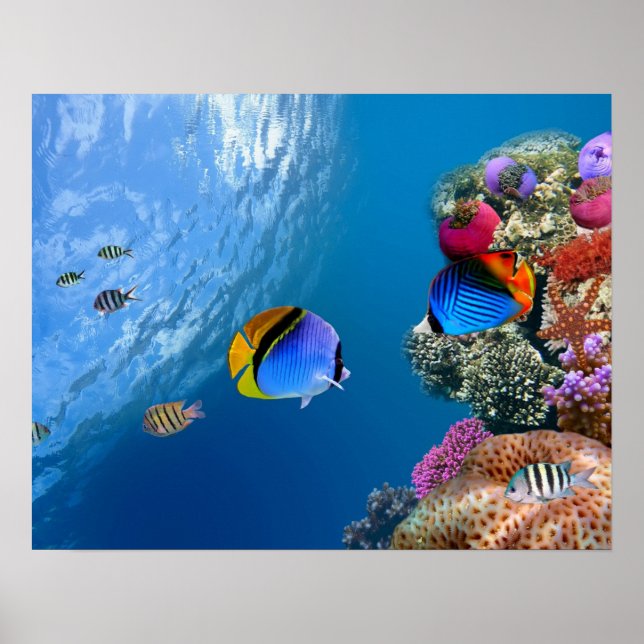 Beautiful coral underwater poster / wall art (Front)
