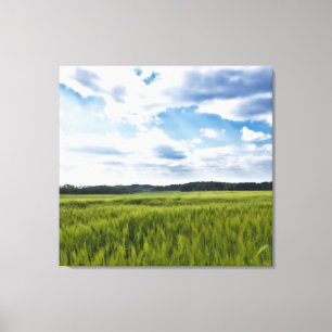 Beautiful Cornfields Canvas Print