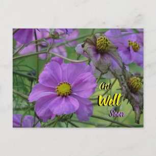 Beautiful Cosmea Flowers Get Well Soon Postcard