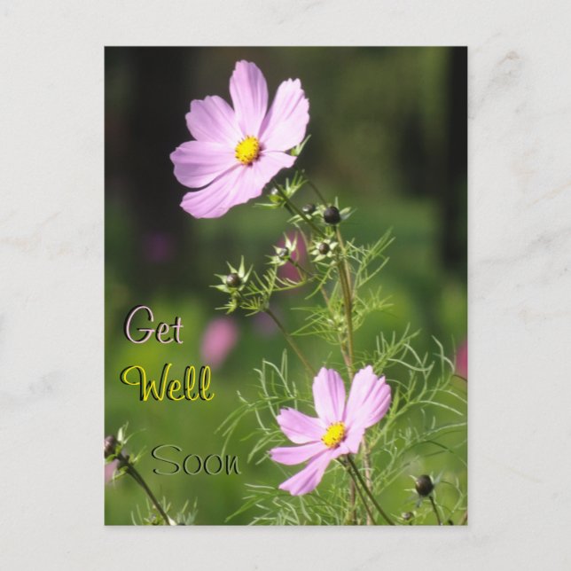 Beautiful Cosmea Flowers Get Well Soon Postcard (Front)