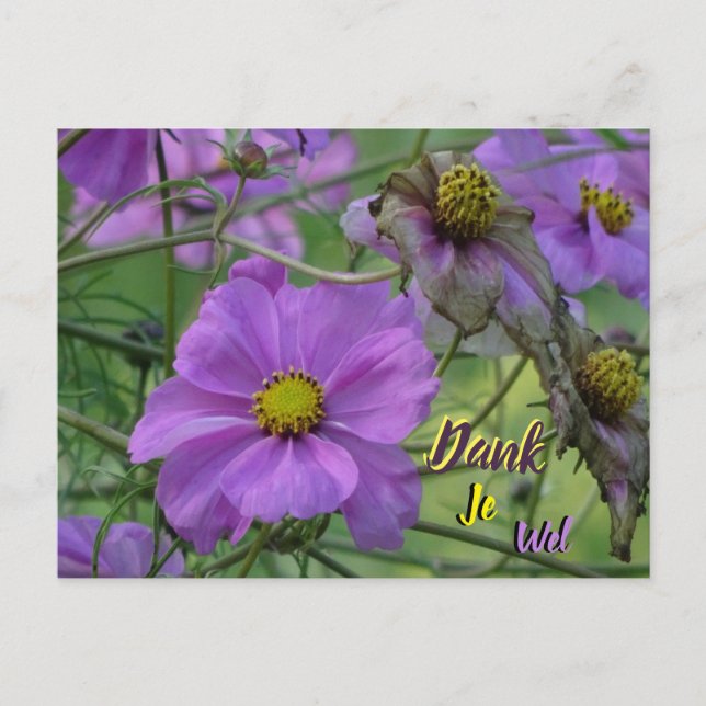 Beautiful Cosmea Flowers Thank You Postcard (Front)
