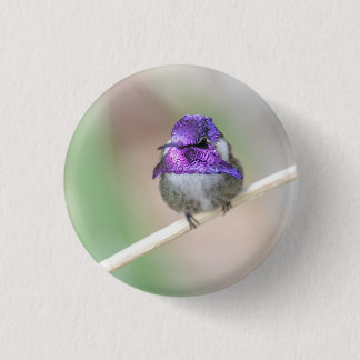 Beautiful Costa's hummingbird  3 Cm Round Badge