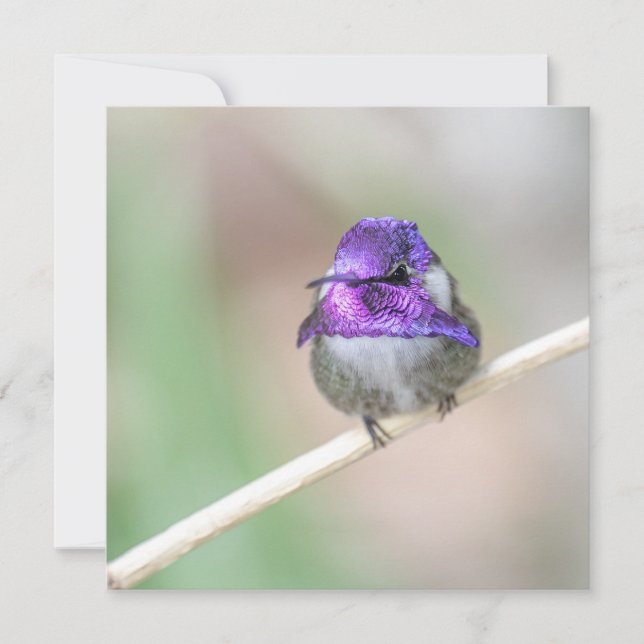 Beautiful Costa's hummingbird Note Card (Front)