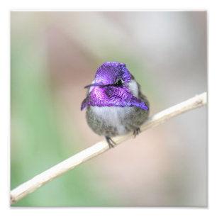 Beautiful Costa's hummingbird Photo Print