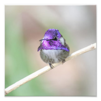 Beautiful Costa's hummingbird  Photo Print