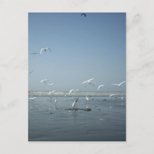 Beautiful Cranes Flying Over Water Nature's Ballet Postcard