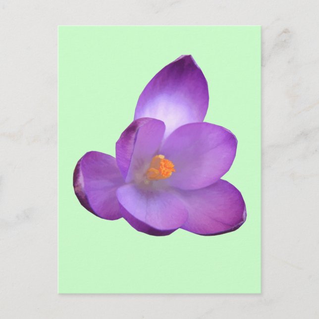 Beautiful Crocus Postcard (Front)