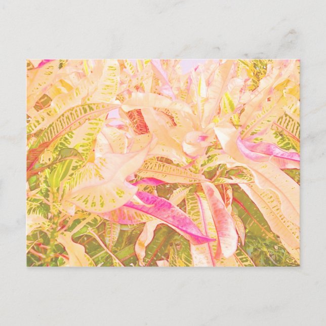 Beautiful croton leaves (1) postcard (Front)