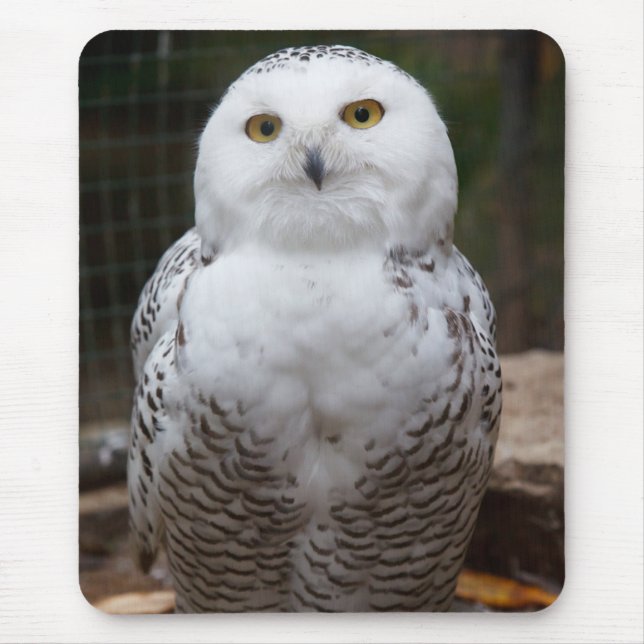 Beautiful cute  White snow owl bright eyes image Mouse Mat (Front)
