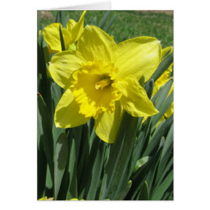 Beautiful daffodil Blank