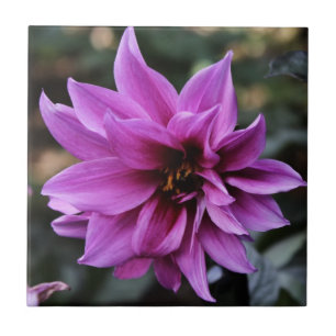 Beautiful Dahlia Flower Tile