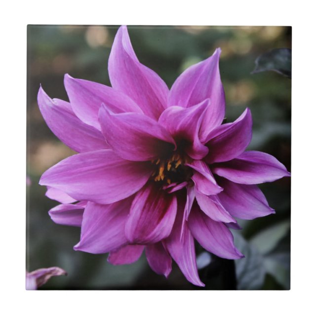 Beautiful Dahlia Flower Tile (Front)