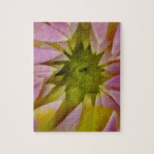 Beautiful Dahlia Jigsaw Puzzle