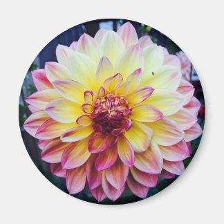 Beautiful Dahlia on a magnet