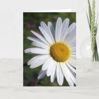 Beautiful Daisy Card