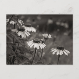 Beautiful daisy flowers fine art photography. postcard