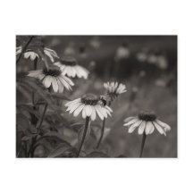 Beautiful daisy flowers fine art photography.