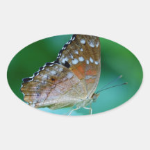 Beautiful Danaus Plexippus Butterfly on Leaf.