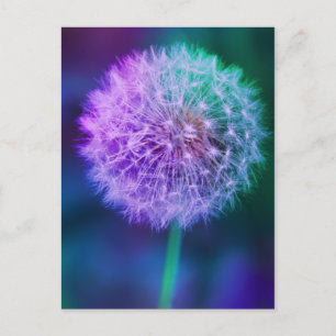 Beautiful Dandelion Photo on Blue Background   Postcard