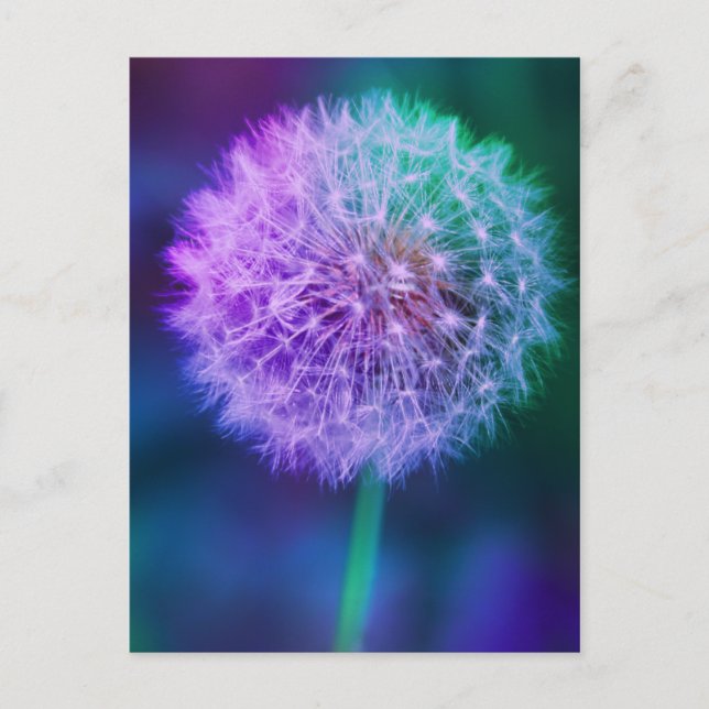 Beautiful Dandelion Photo on Blue Background | Postcard (Front)