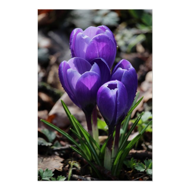 Beautiful Deep Purple Spring Crocus Flowers Poster (Front)