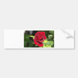 Beautiful Deep Red Rose Bumper Sticker