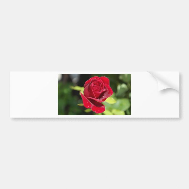 Beautiful Deep Red Rose Bumper Sticker (Front)