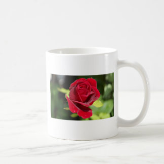 Beautiful Deep Red Rose Coffee Mug