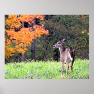 Beautiful Deer In the Autumn Field Poster