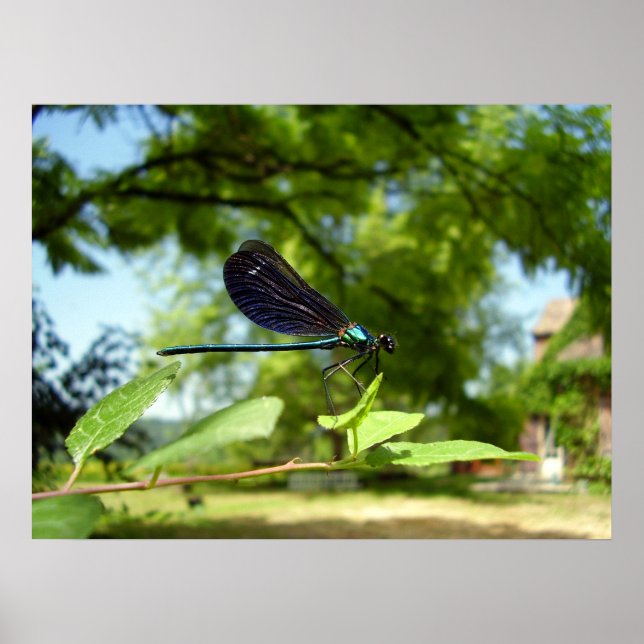 Beautiful Demoiselle Poster (Front)