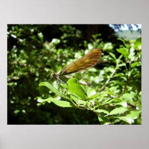 Beautiful Demoiselle Poster