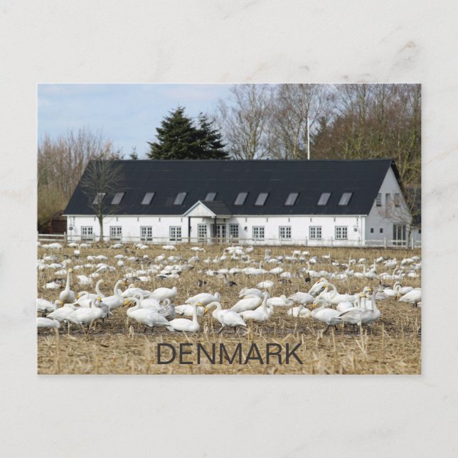 Beautiful Denmark Swans Postcard! Postcard (Front)
