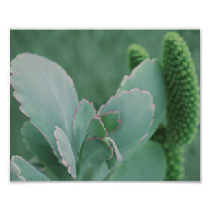 Beautiful Desert Plant Art Photograph